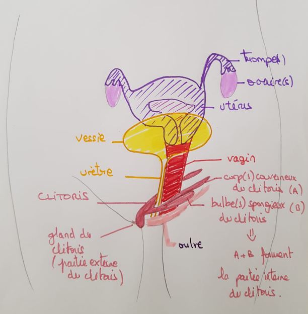 clitoris 1