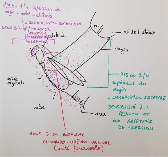 clitoris 2